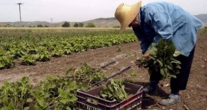 Έως 5 Οκτωβρίου οι δηλώσεις ΟΣΔΕ για τους νέους γεωργούς