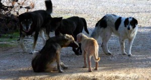 Ναύπακτος: Αδέσποτα σκυλιά δάγκωσαν γυναίκα στην παραλία Παλαιοπαναγιάς