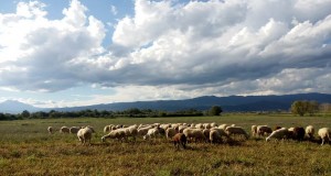 Η Ελληνική Κτηνοτροφία σήμερα