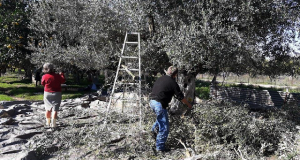 Παλιάμπελα: Από το μάζεμα της ελιάς έως το ελαιοτριβείο (Φωτογραφίες)