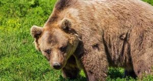 Συναγερμός στην Καστοριά – Δύο αρκούδες έκοβαν βόλτες επί 3,5…