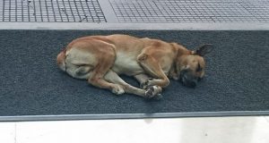 Αγρίνιο: Τραυμάτισαν θανάσιμα σκυλί με βέργα ψαροντούφεκου