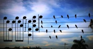Πουλιά συνθέτουν μουσική μέσω μιας φωτογραφίας!
