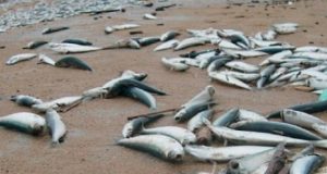 Μεσολόγγι: Νέες καταγγελίες για περιβαλλοντική καταστροφή από τα νεκρά ψάρια