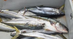 Mεσολόγγι: Καταγγελία για ψάρια μολυσμένα που διοχετεύονται στην τοπική αγορά
