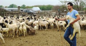 SOS από τους κτηνοτρόφους της Ορεινής Τριχωνίδας – Αγγέλες λύκων…