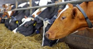 Συνεχίζεται ο εμβολιασμός για την Οζώδη Δερματίτιδα των βοοειδών στην…