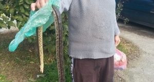 Άγιος Νικόλαος Βόνιτσας: Ηλικιωμένος βρήκε ένα τεράστιο φίδι στο σπίτι…