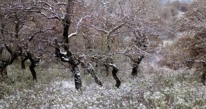Μαγεία το χιονισμένο Βελανιδοδάσος Ξηρομέρου (Φωτογραφίες)