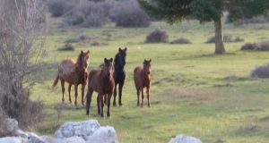 Τρόμος στην Ιόνια Οδό – Τέσσερα νεκρά άγρια άλογα του…