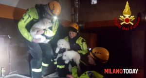 Ιταλία: Σκυλάκια ανασύρθηκαν ζωντανά από τα ερείπια του Rigopiano!