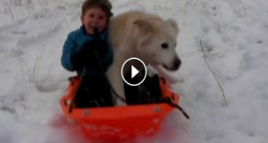 Το βίντεο που σαρώνει – Σκύλοι παίζουν μέσα στα χιόνια…