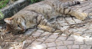 Θανάτωσε γάτα, στη Στράτο Αγρινίου