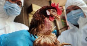 Λήψη προληπτικών μέτρων για την προστασία οικόσιτων πουλερικών από τη…