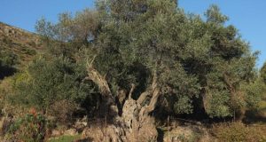 Δήμος Αγρινίου: Ημερίδα για την Καλλιέργεια της ελιάς στη Ματαράγκα