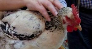 Κεφαλλονίτισσα κότα πάει για Ρεκόρ Γκίνες – Γέννησε αυγό 166…