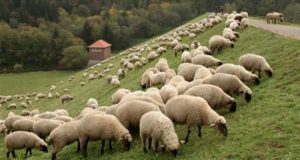 Κουβαράς Ξηρομέρου: Ζωοκλέφτες πήραν από κτηνοτροφική μονάδα 20 πρόβατα