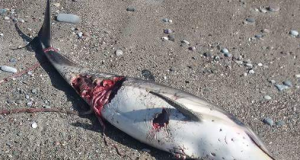 Αποτρόπαιο θέαμα με νεκρό δελφίνι στη Χιλιαδού