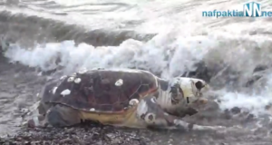 Νεκρή χελώνα καρέτα καρέτα στην Μακύνεια (Βίντεο)