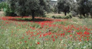 Ο Κώστας Κούστας για τους δασικούς χάρτες