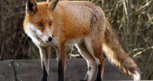 Αιτωλοακαρνανία: Ξεκινά το πρόγραμμα εναέριου εμβολιασμού των κόκκινων αλεπούδων