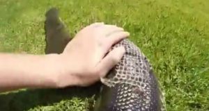 Η στιγμή που ένα φίδι αλλάζει «πουκάμισο» (Βίντεο)