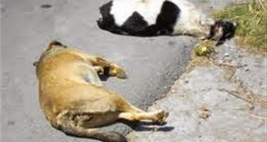 Μεσολόγγι: Δικογραφία για θανάτωση σκύλων