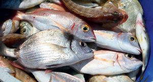 Μεσολόγγι: Η «Αναγέννηση» μοίρασε δωρεάν ψάρια