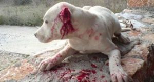 Ανακοίνωση-καταπέλτης του Δήμου Ναυπακτίας για την κακοποίηση αδέσποτων ζώων