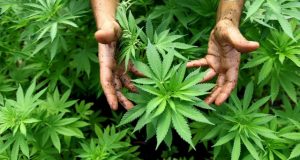Συνελήφθη καλλιεργητής ναρκωτικών στην Ανδραβίδα