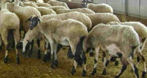 Ναυπακτία: Στο έλεος των ζωοκλεφτών οι κτηνοτρόφοι – Νέα ζωοκλοπή…