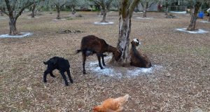 Οικόσιτα ζώα: Τι προβλέπει ο κανονισμός