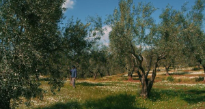 Ένωση Αγρινίου: Αναγκαίοι ψεκασμοί στις ελιές