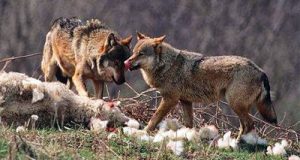 Επιδρομές λύκων σε χωριά της Δ.Ε. Παρακαμπυλίων