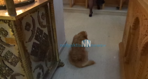 Τρίκορφο Ναυπακτίας: Αδέσποτο σκυλί έκανε Ανάσταση μέσα στον Ιερό Ναό…