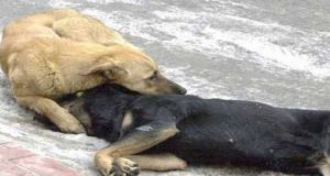Μεσολόγγι: Θανάτωση σκύλων με φόλα!
