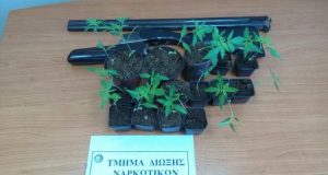 Συνελήφθησαν δύο άνδρες στο Αγρίνιο για καλλιέργεια φυτών κάνναβης