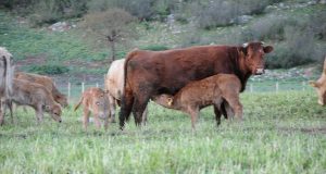 Μετά την ένταξη των νέων γεωργών η προκήρυξη των σχεδίων…