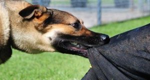 Παναιτώλιο: Σκύλος τραυμάτισε 52χρονο – Συνελήφθη ο ιδιοκτήτης του