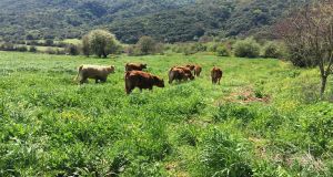 Ένωση Αγρινίου: Οι προϋποθέσεις για γεωργικές εκμεταλλεύσεις εντός δασών
