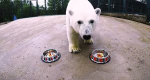 Νίκα, η πολική αρκούδα κάνει προβλέψεις για το… Κύπελλο Συνομοσπονδιών!…