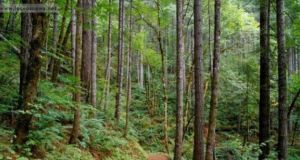 Aιτωλοακαρνανία: Απαγόρευση κυκλοφορίας σε δάση και ευπαθείς περιοχές για αποφυγή…