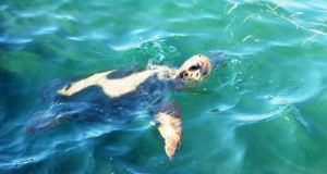 Σε εξέλιξη η ωοτοκία της θαλάσσιας χελώνας Caretta caretta στο…