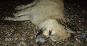 Άγνωστος έριξε φόλα σε σκυλιά στον Κόμβο του Σταδίου Αγρινίου…