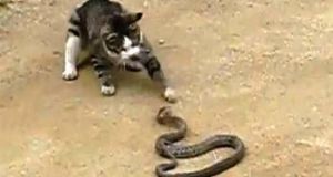 Αντίρριο: Γάτες περικύκλωσαν φίδι! (Βίντεο)