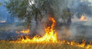 Ναύπακτος: Φωτιά στον κόμβο του Μολυκρείου (Φωτογραφίες – Βίντεο)