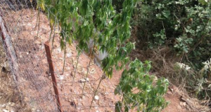 Εντοπίστηκε σε ορεινό χωριό της Ναυπακτίας φυτεία με δώδεκα δενδρύλλια…