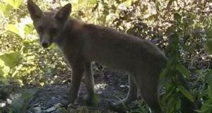 Πλάτανος Ναυπακτίας: Έχει την αλεπού σαν έναν καθημερινό επισκέπτη!