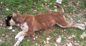 42χρονος στο Αγγελόκαστρο, θανάτωσε σκύλο