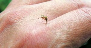 ΚΕΕΛΠΝΟ: Συνάντηση ενημέρωσης κοινού, στο Μεσολόγγι, για την ελονοσία